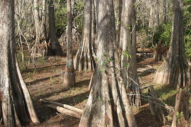 Bald cypress tree