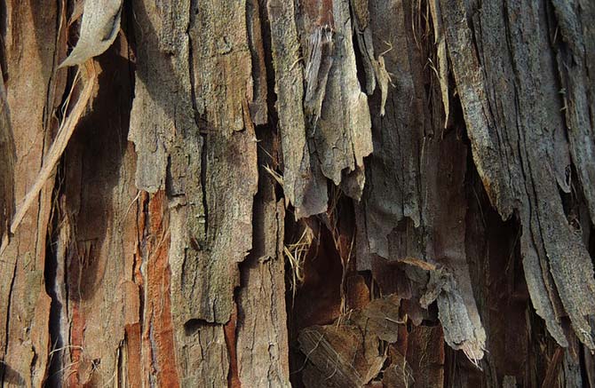 Natural cedar shavings