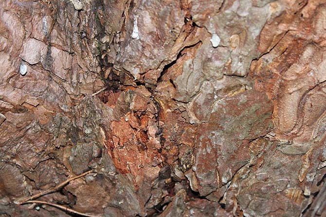 Pine Bark Mini Nuggets mulch