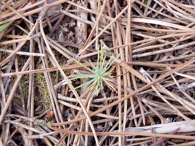 Pine Straw Mulch