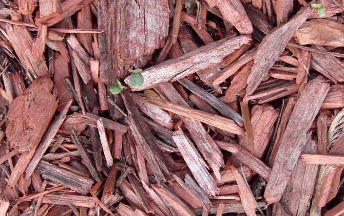 Red dyed mulch