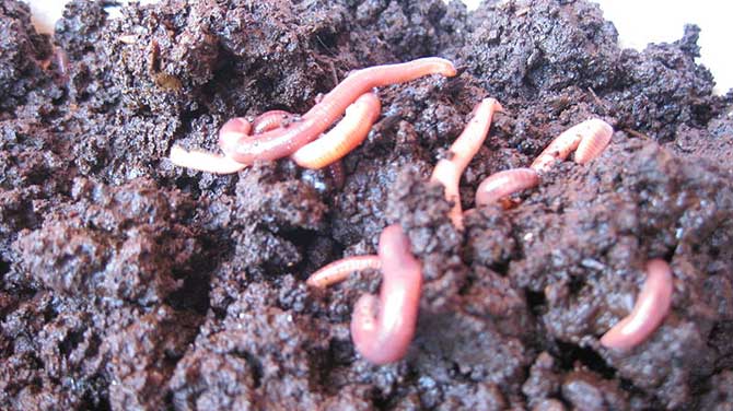 vermicompost