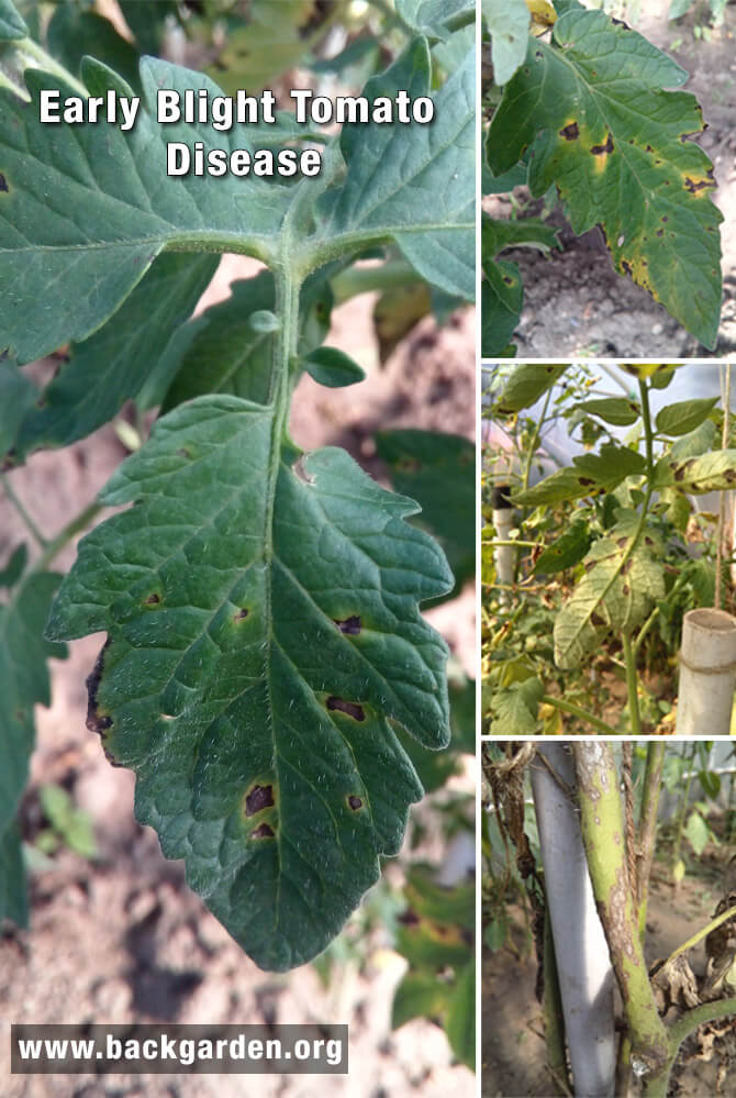 Early blight tomato leaves