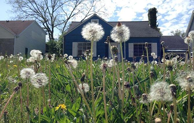 Epsom salt organic herbicide weeds