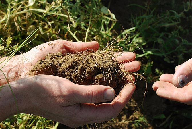 Improve soil quality with Epsom salt
