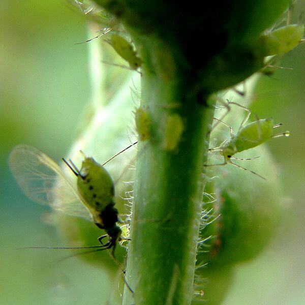 Geranium pests - Aphids