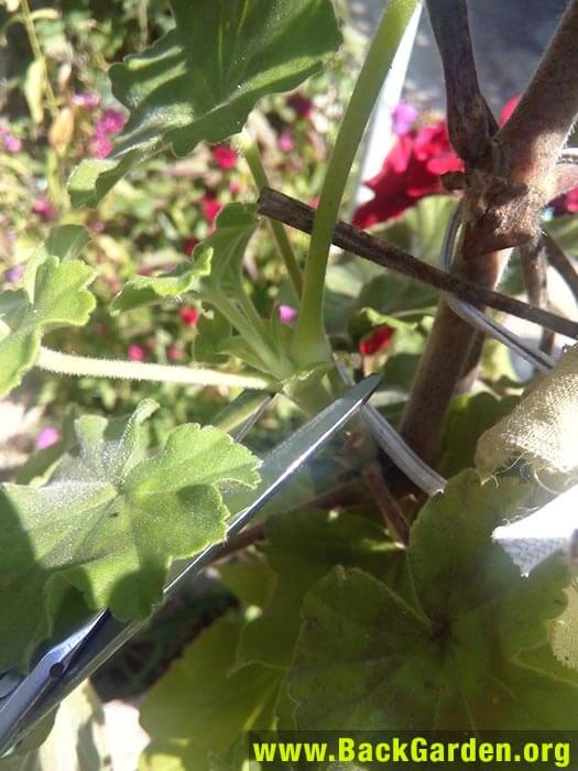 Geraniums pinching
