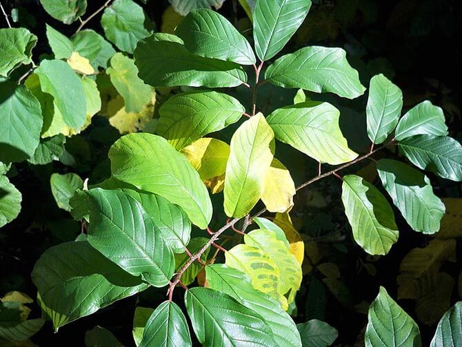 plant with magnesium deficiency