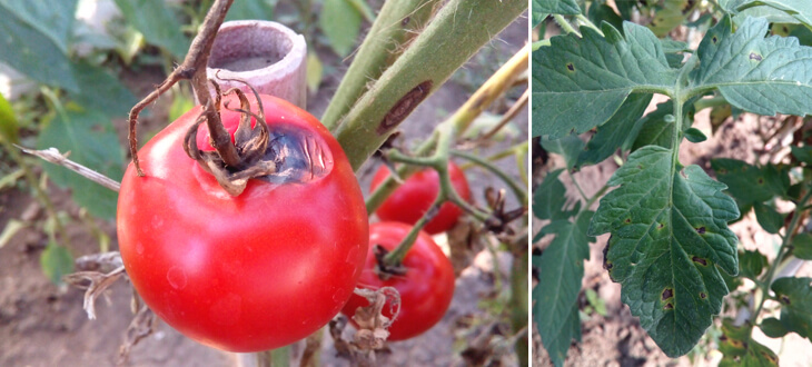 late blight of tomato control