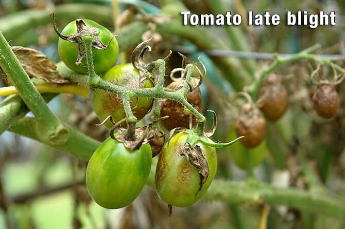 tomato early blight