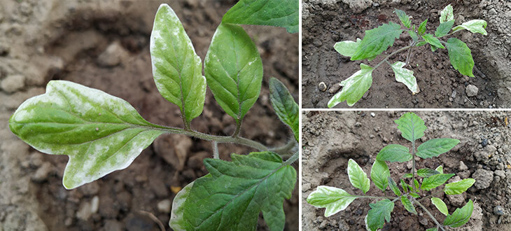 Tomato Leaves Turning White - Causes & Treatment