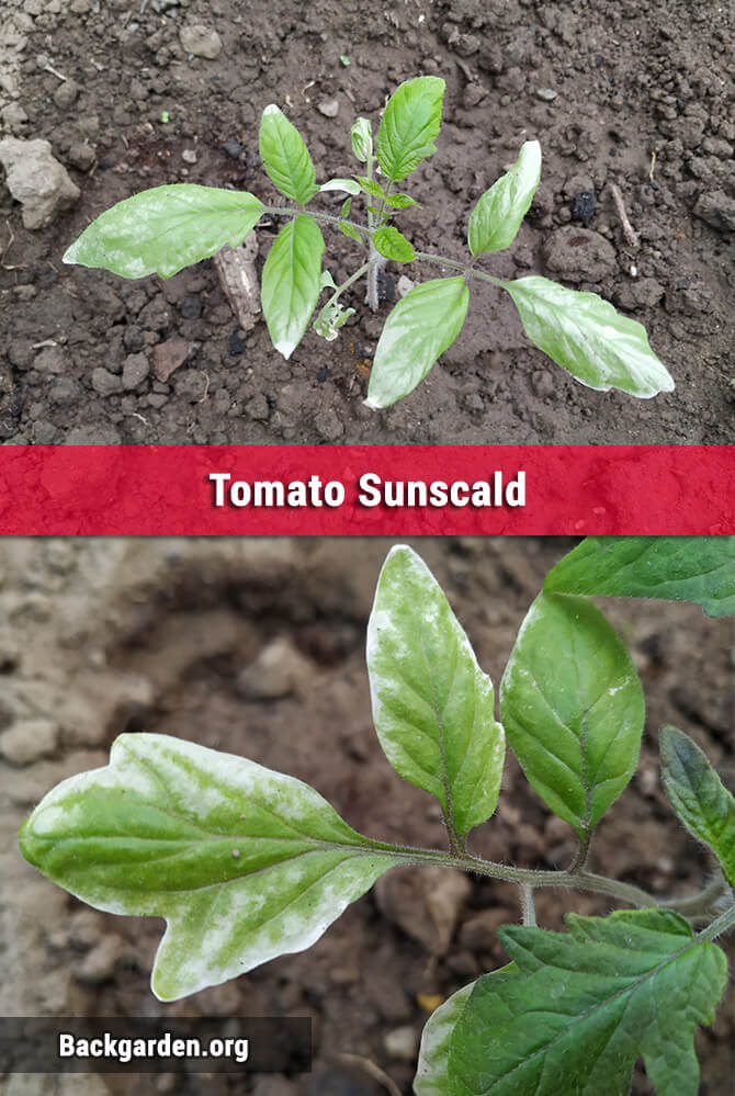 Hojas blancas de tomate - Escaldado por el sol