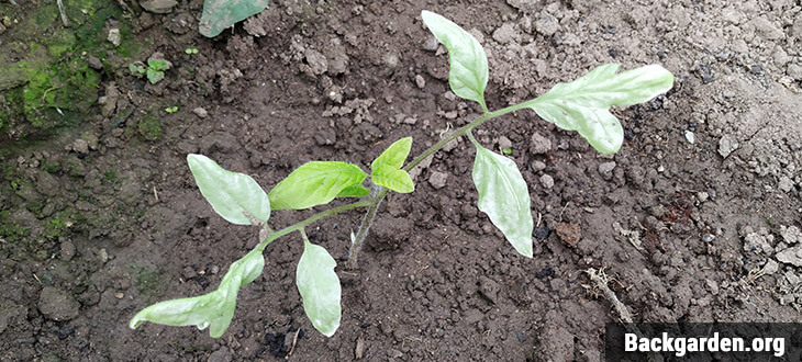 Tomato plant affected by sunscald