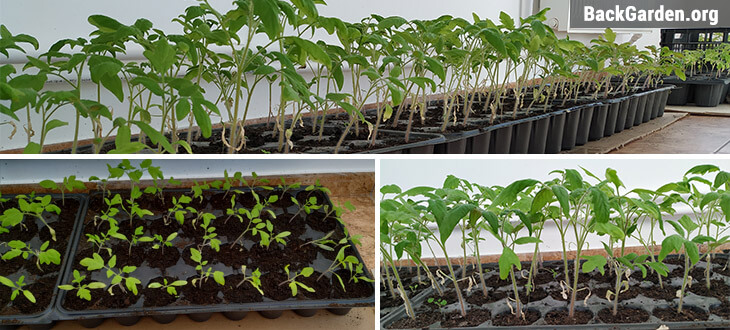 Tomato Seedlings