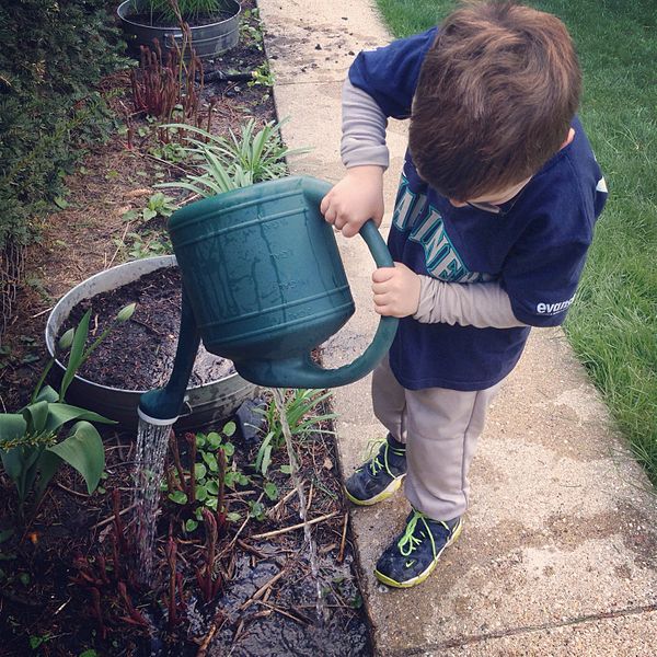 Plant Overwatering