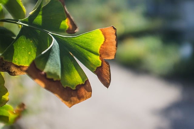 Plant Senescence