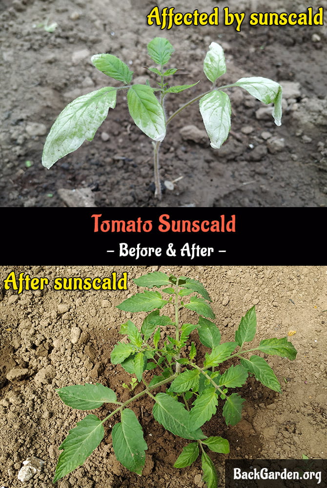 Tomatplanter solskoldet - før og efter