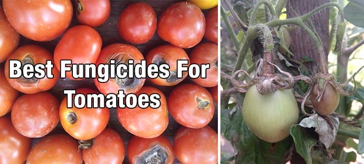 5 Best Fungicides For Tomatoes Prevent Blight Fungal Diseases,Soft Shell Crab