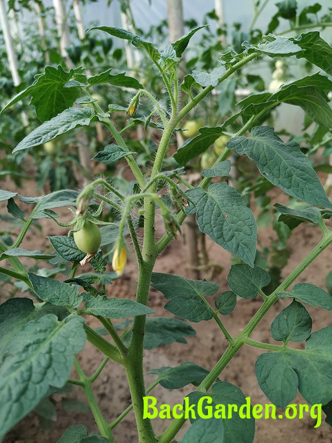 Tomatoes not setting fruit