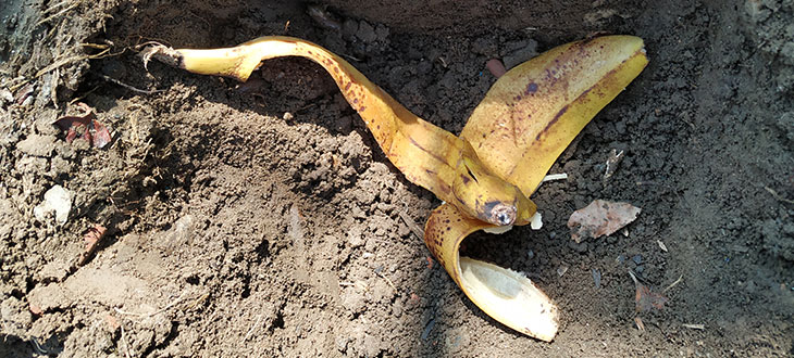 Banana peels usage in gardening