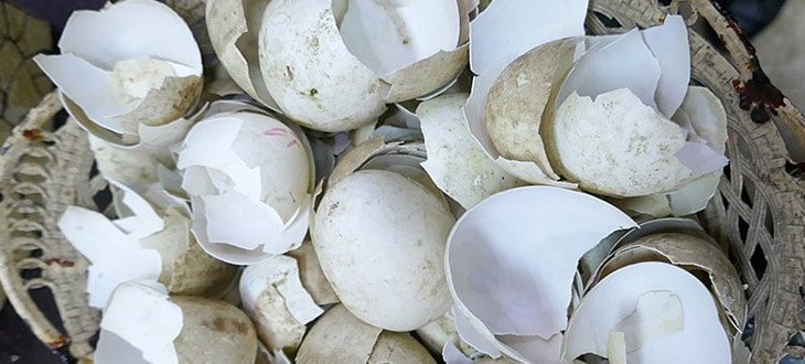 Eggshells in gardening