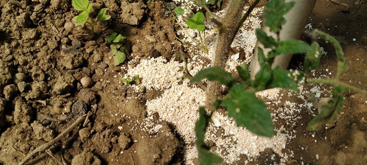 Eggshells tomato plant