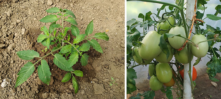 Tomato plant