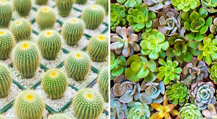 Are Cacti Succulents?