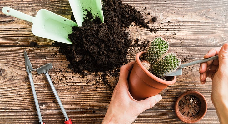 What Is The Best Soil For Cacti And Succulents?