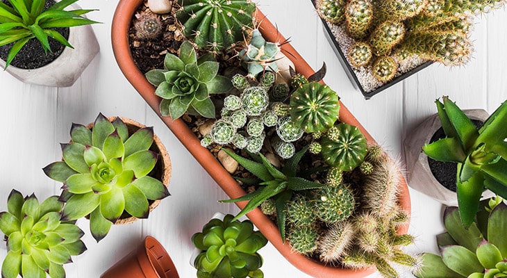 Can Cacti And Succulents Be Planted Together?
