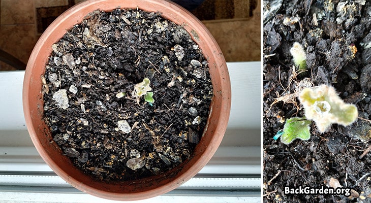 Gloxinia growing again in spring