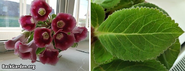 Gloxinia - Sinningia Speciosa, flowers, leaves