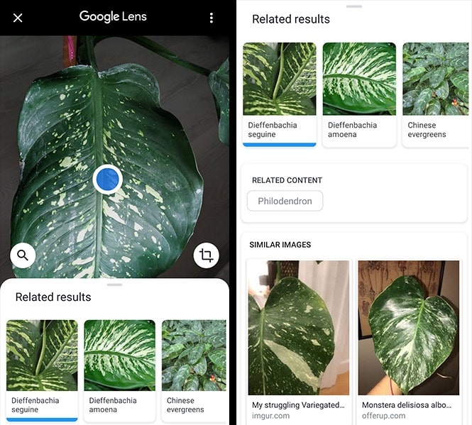 Google Lens App Plant Recognition