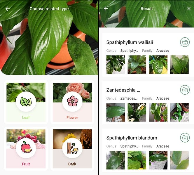 LeafSnap - Plant App Screenshots