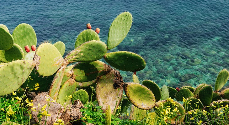 Succulents And Cacti Water Requirements