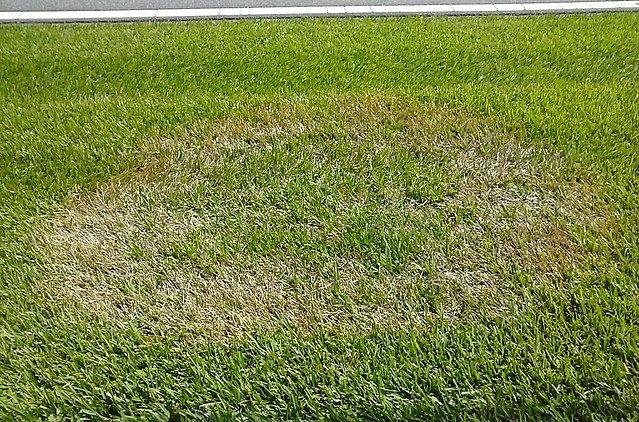 Brown spot in the turf - Lawn fungus