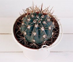 Can A Plant Survive Without Leaves? - BackGarden.org