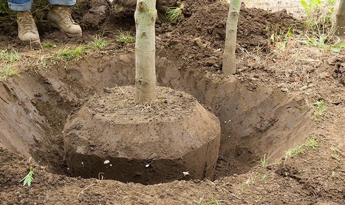 Landscape grading around trees