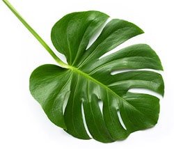 Functions of plant leaves