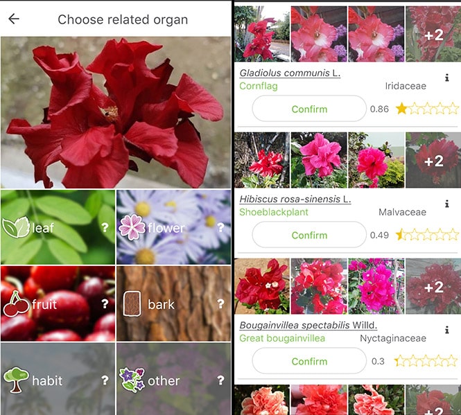9 Best Free Plant Identification Apps For Android Ios 2021