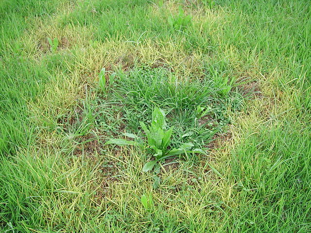 Turf yellowing fungal disease