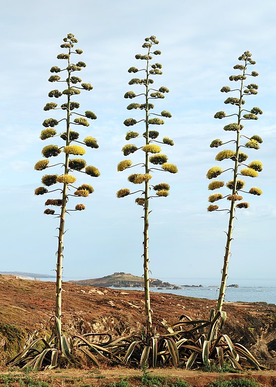 Century plant efflorescence - Agave americana