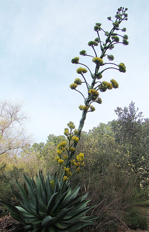 Blooming Agave atrovirens flowery - Maguey verde grande