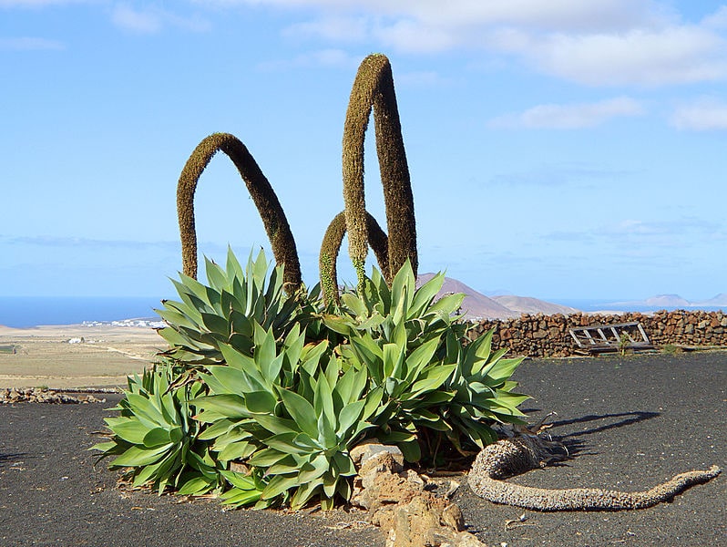 Blooming Foxtail agave - Agave attenuata