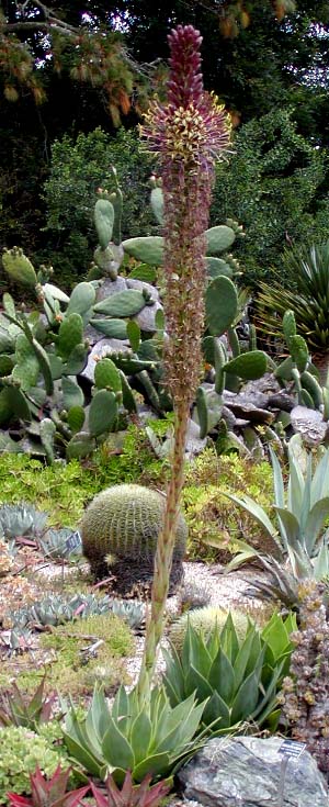 Blooming Agave chiapensis