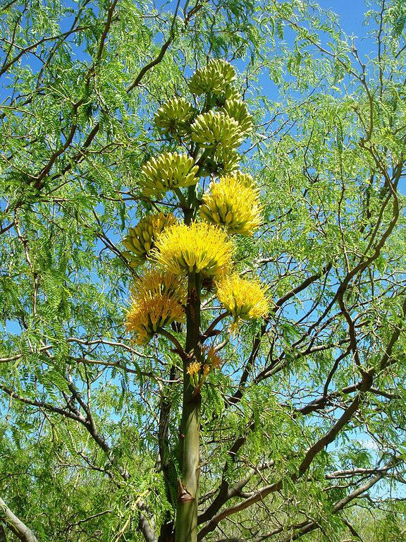 Flowering Stalk Agave chrysantha - Goldenflower century plant