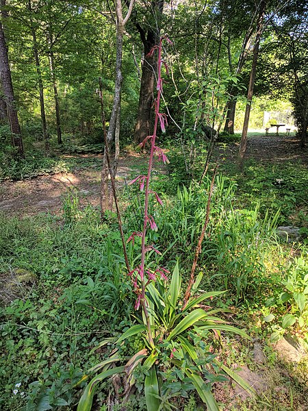 Agave virginica in bloom - False Aloe - Rattlesnake master - and Virginia agave