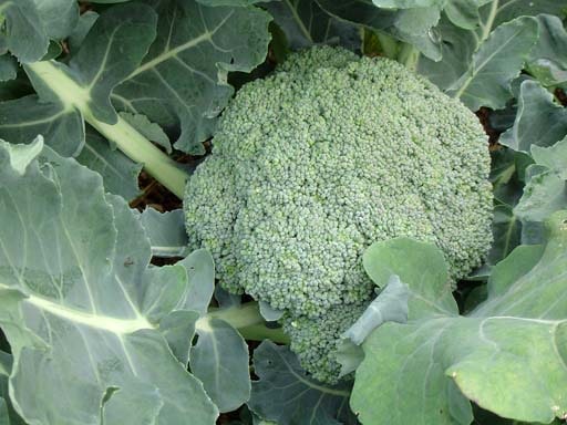 Broccoli ready to harvest