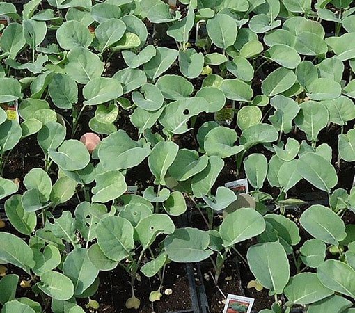 Broccoli seedlings