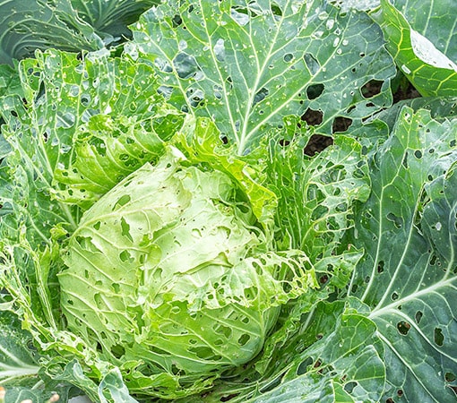 Cabbage damaged by pests